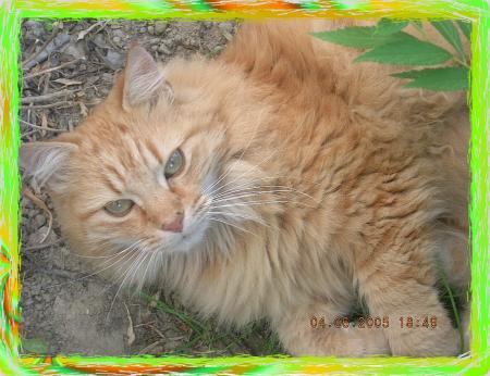 Mon CHAT