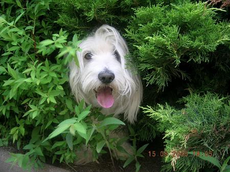 Mon CHIEN